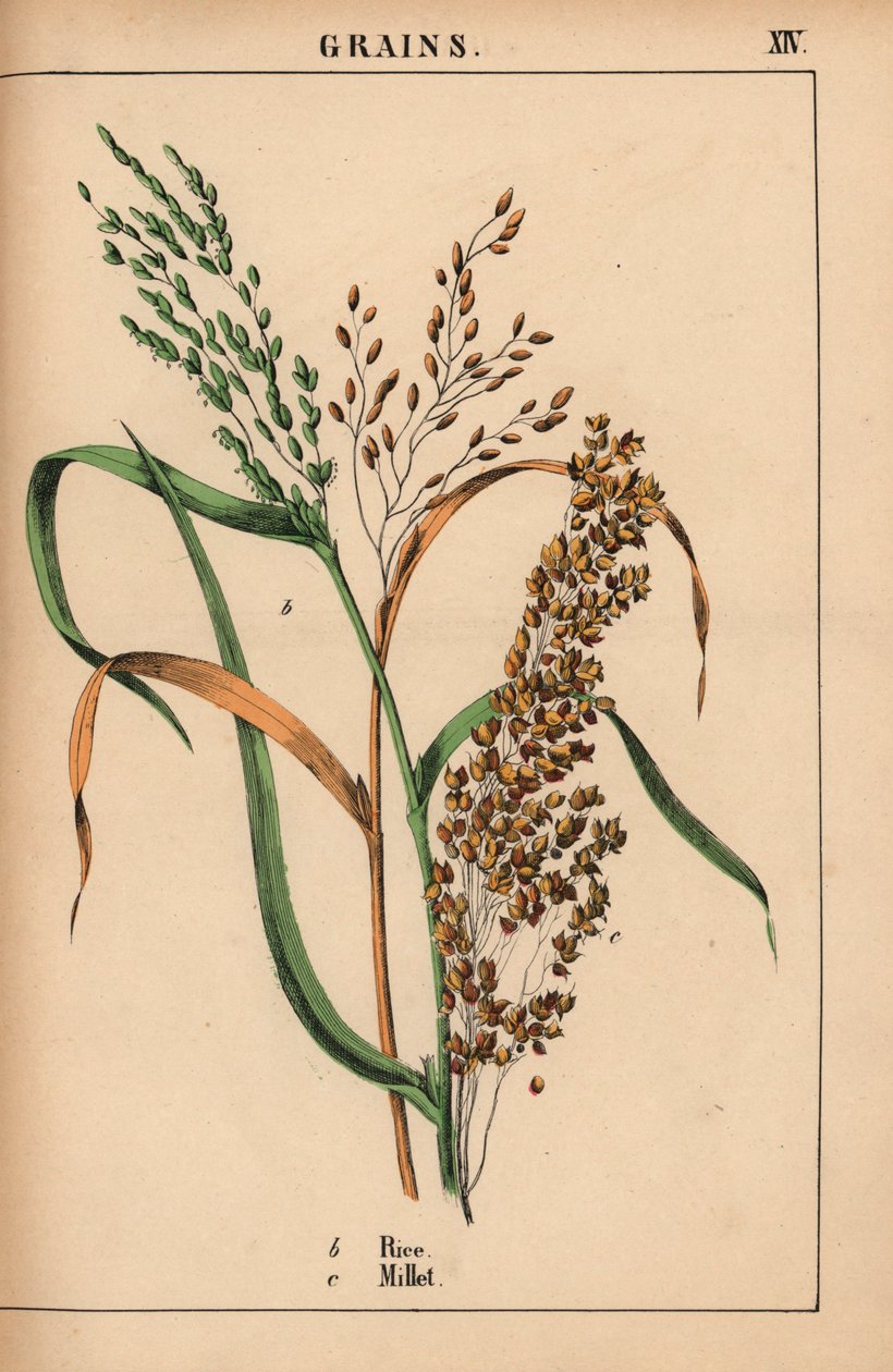 Ris och hirs  , från "The Instructive Picturebook, or Lessons from the Vegetable World," [Charlotte Mary Yonge], Edinburgh av English School