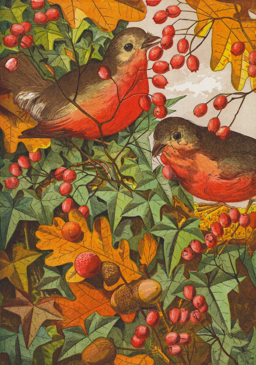 Robins (färglitografi) av English School