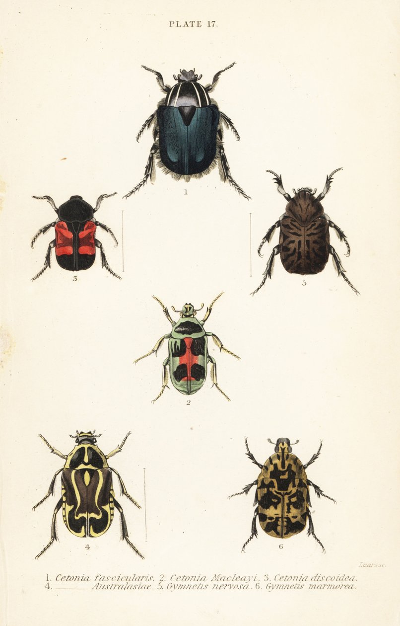 Rosenskavbaggar: Cetonia fascicularis 1, Heterorhina macleayi 2, Gametoides subfasciata 3, spelmansbagge, Eupoecila australasiae 4, Gymnetis hieroglyphica 5 och Gymnetis marmorea 6 av English School