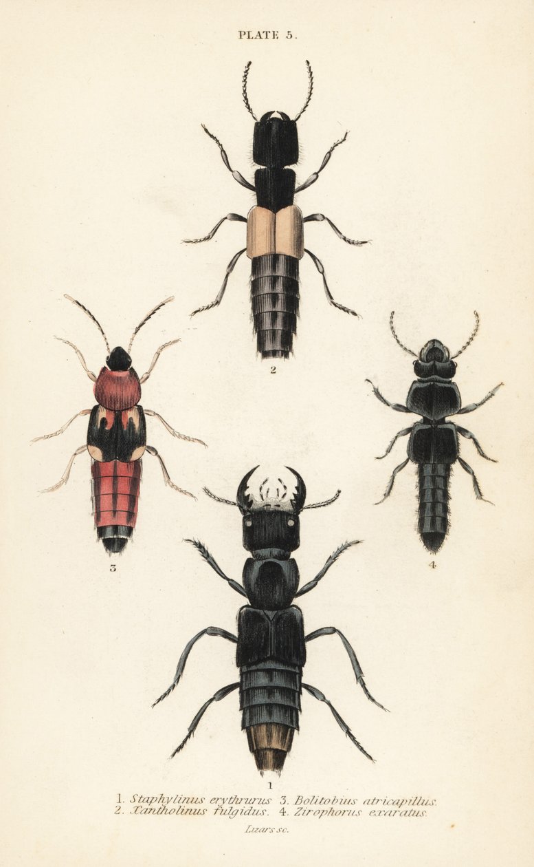 Rove skalbaggar: Staphylinus erythrurus 1, Xantholinus fulgidus 2, Bolitobius atricapillus 3, Zirophorus exaratus 4 av English School