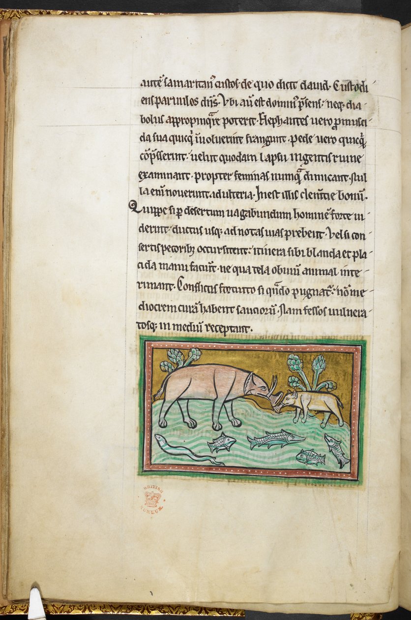 Royal 12 F.XIII, f.13v En stor och en liten elefant i en bäck full av fisk.  Bestiary (ff. 3-141), Lapidary (ff. 141v-149)  2:a fjärdedelen av 1200-talet av English School