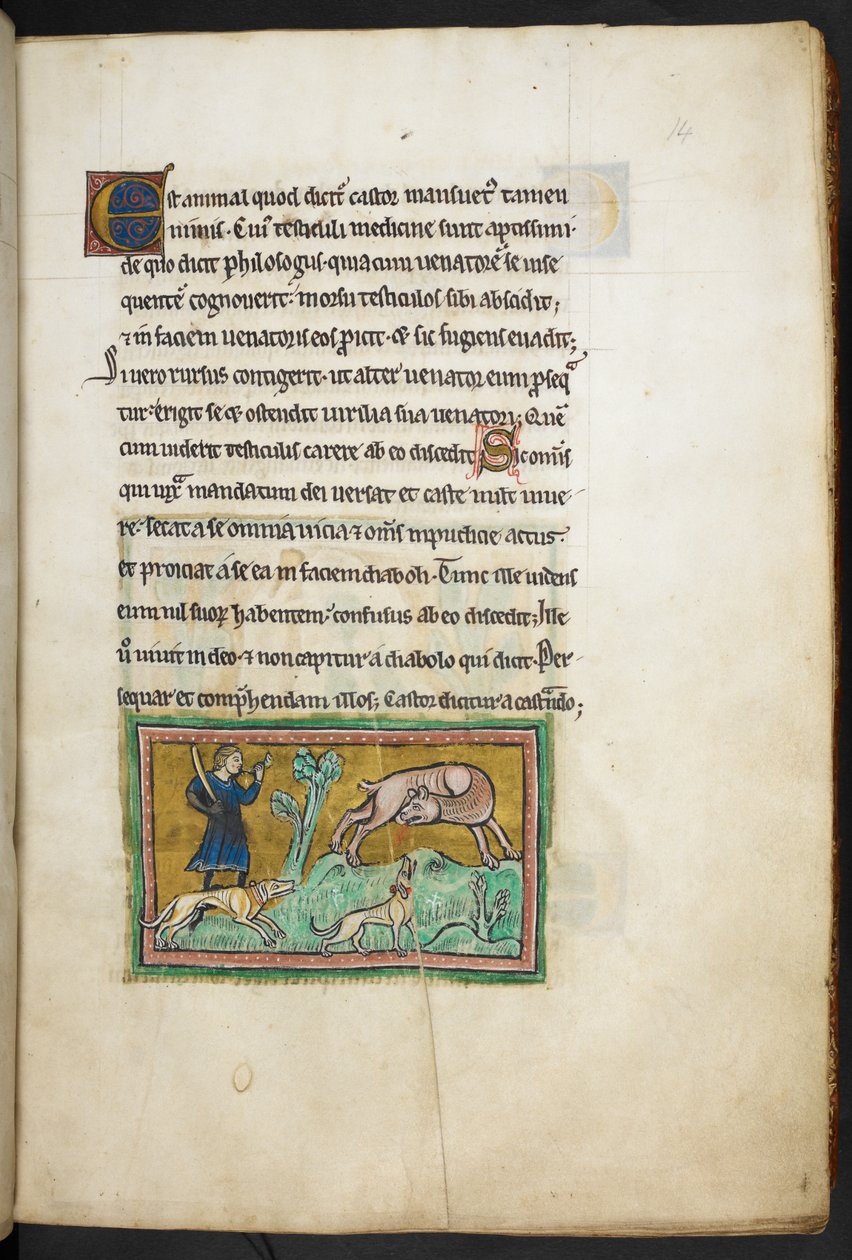 Royal 12 F.XIII, f.14 En varg (?) med blod som kommer ut ur munnen, och en jägare med hundar, från Rochester Bestiary, 1200-talets andra kvartal av English School