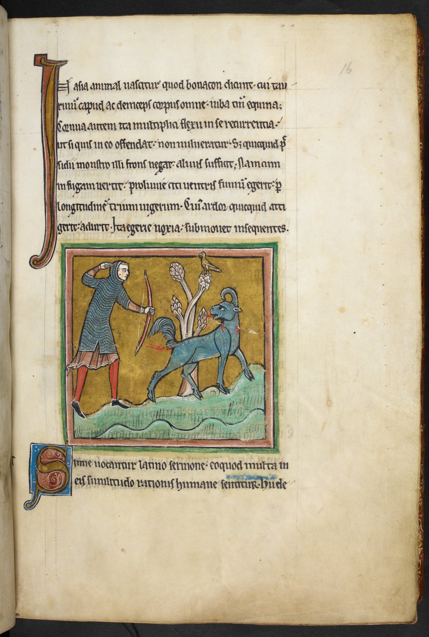 Royal 12 F.XIII, f.16   En jägare som skjuter en pil mot ett djur.  Bestiary (ff. 3-141), Lapidary (ff. 141v-149)  2:a fjärdedelen av 1200-talet av English School