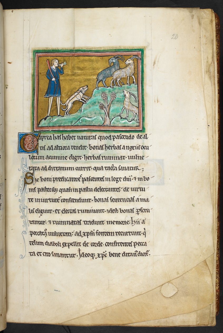 Royal 12 F.XIII, f.20 En jägare eller bonde med hundar som jagar getter.  Bestiary (ff. 3-141), Lapidary (ff. 141v-149)  2:a fjärdedelen av 1200-talet av English School