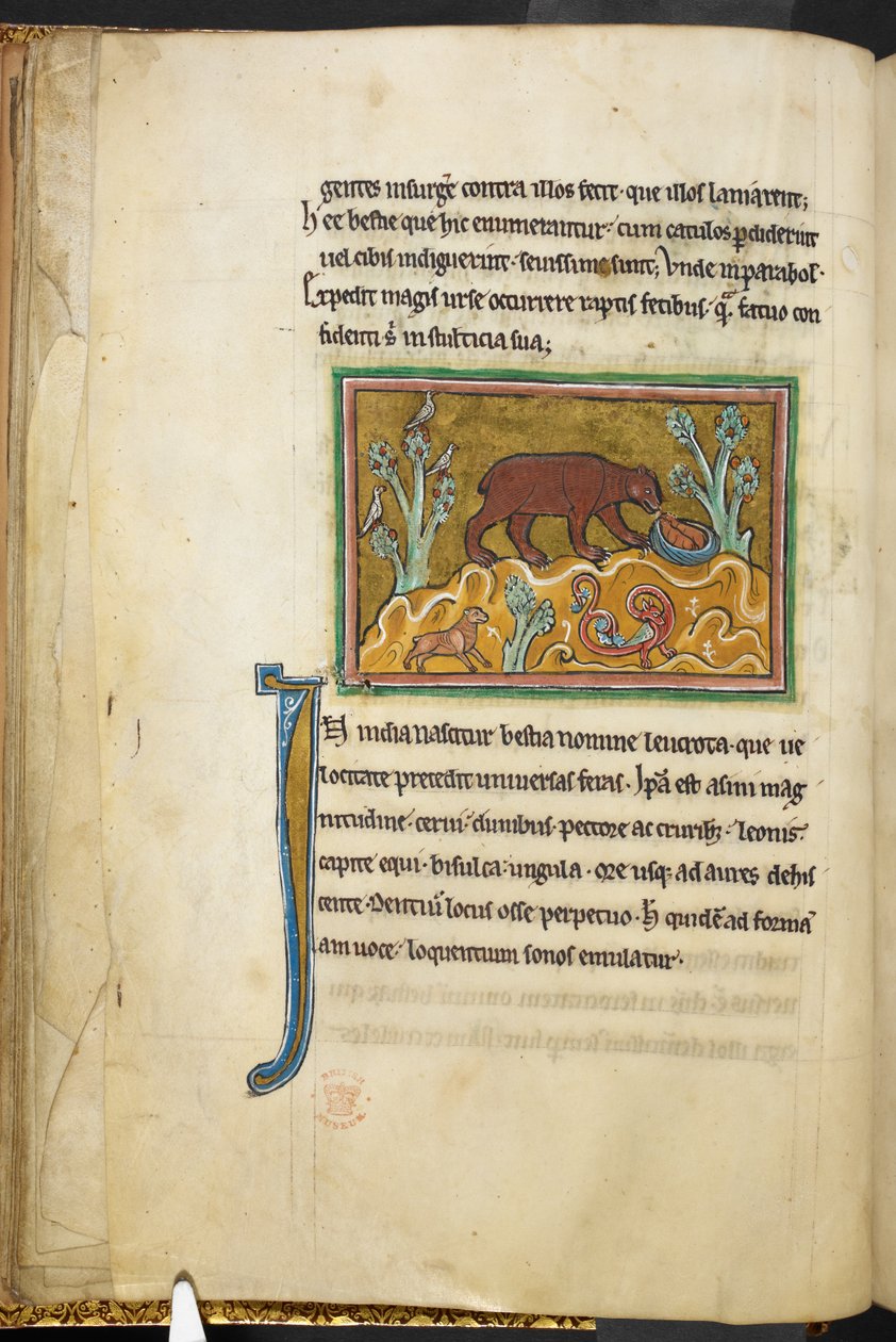 Royal 12 F.XIII, f.22v En björn tittar på ungar.  Bestiary (ff. 3-141), Lapidary (ff. 141v-149)  2:a fjärdedelen av 1200-talet av English School