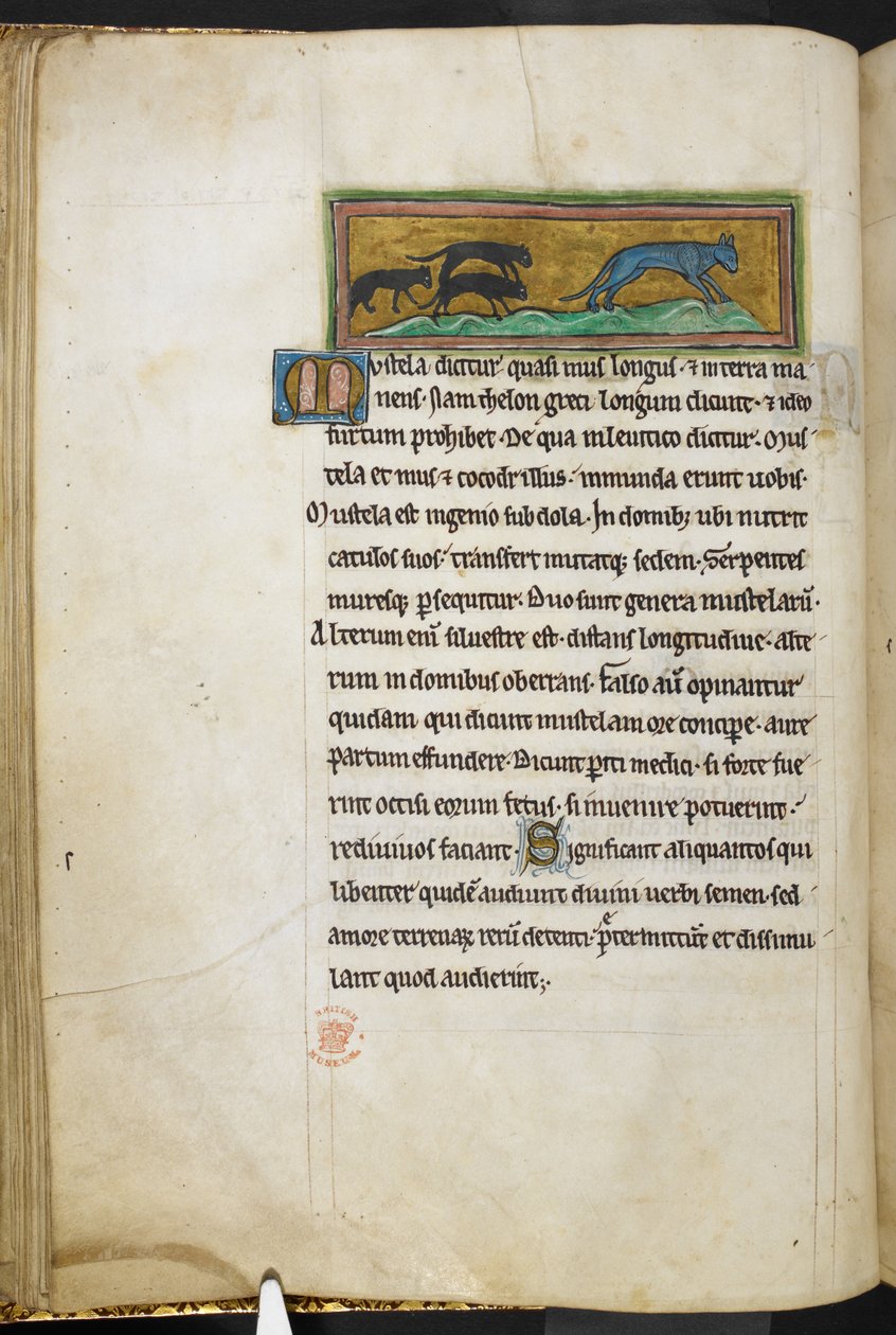 Royal 12 F.XIII, f.43v Möss som jagar en katt, från Bestiary (ff. 3-141), Lapidary (ff. 141v-149)  , 1200-talets andra kvartal (vellum) av English School