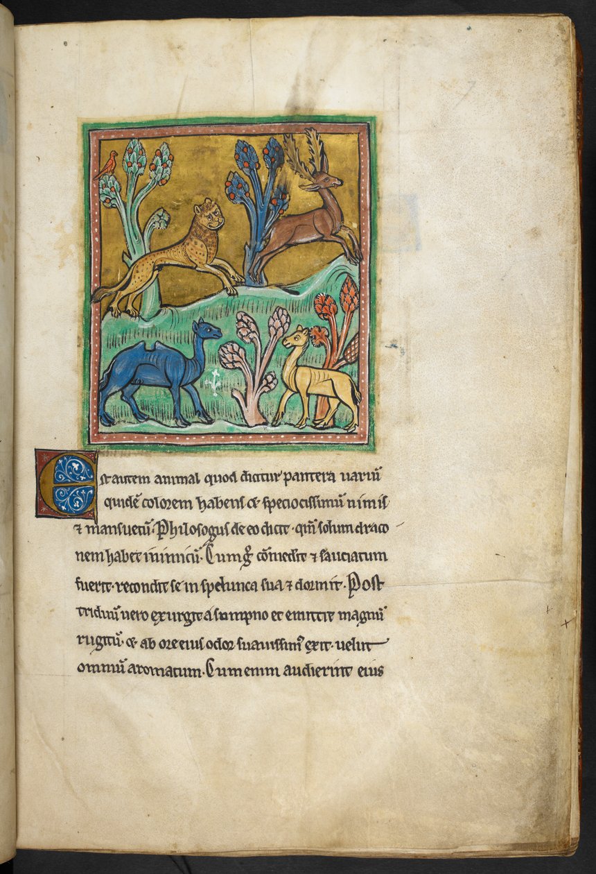 Royal 12 F.XIII, f.7   En leopard som jagar en hjort, med en kamel och ett annat djur.  från Bestiary (ff. 3-141), Lapidary (ff. 141v-149)  2:a fjärdedelen av 1200-talet av English School