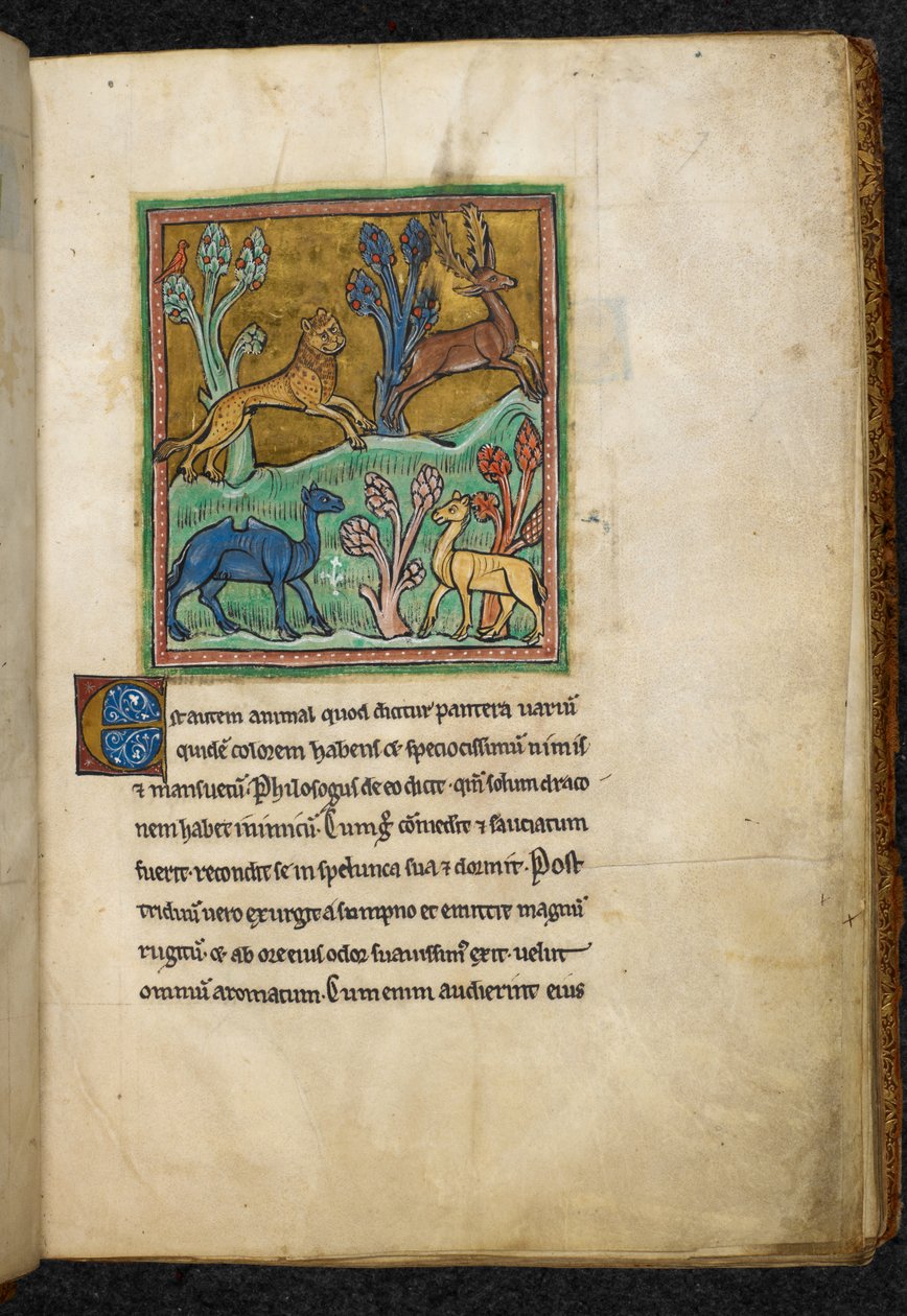 Royal 12 F.XIII, f.7 Leopard jagar en hjort, med en kamel och ett annat djur.  från Bestiary (ff. 3-141), Lapidary (ff. 141v-149)  2:a fjärdedelen av 1200-talet av English School