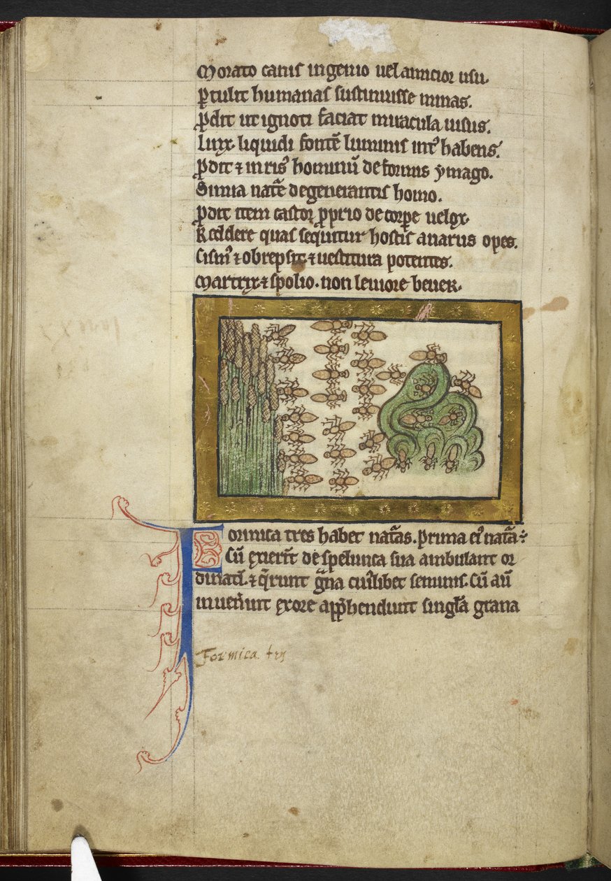 Royal MS 12 C XIX, f.24v Ants, från 