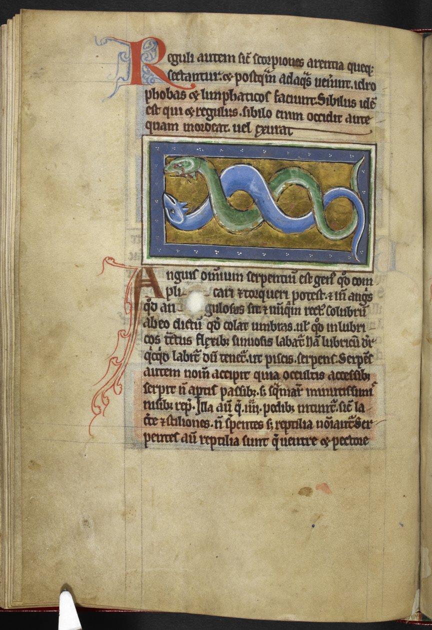 Royal MS 12 C XIX, f.63v Anguis, från 