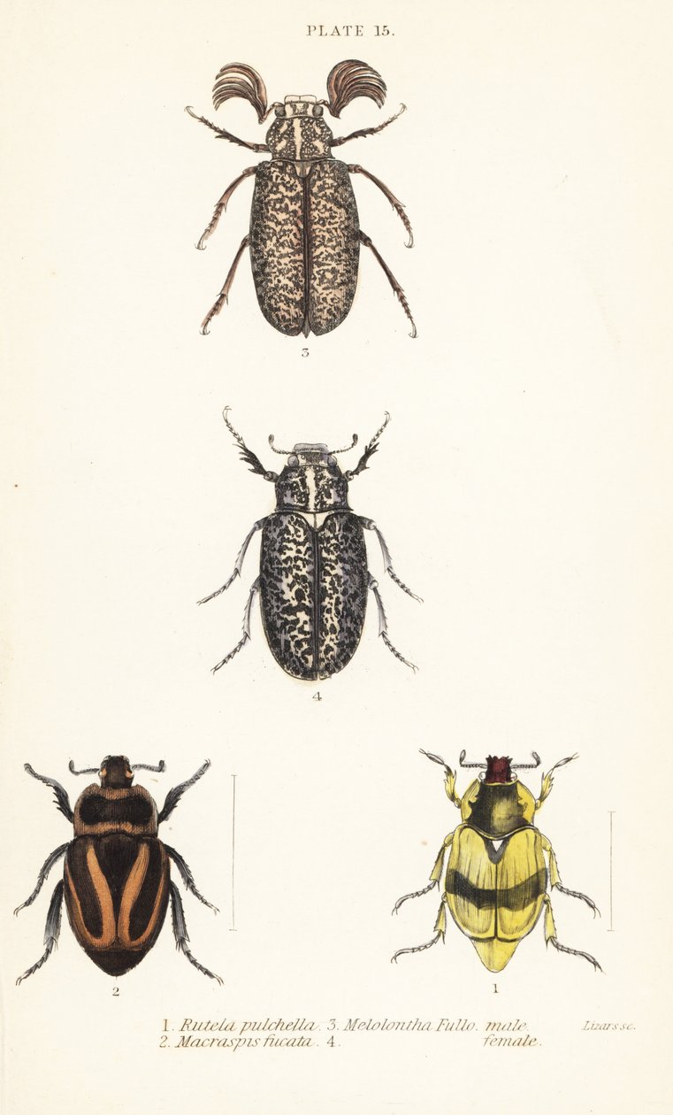 Scarab skalbaggar: Pelidnota pulchella subsp av English School