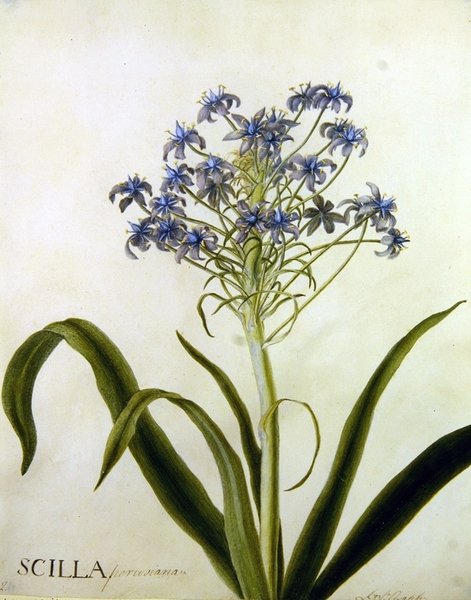 Botanisk studie av Scilla Peruviana (akvarell på papper) av English School