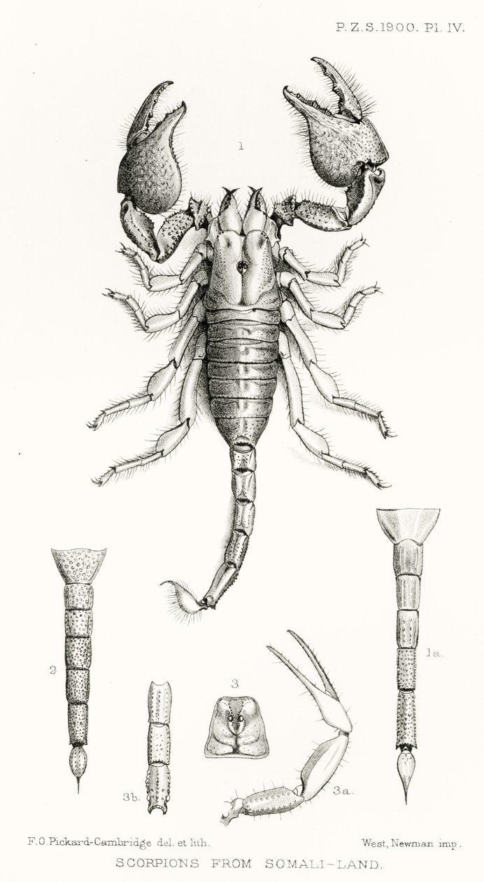 Scorpions from Somaliland, illustration från The Hope Reports, Vol. II, 1897-1900., redigerad av Edward B. Poulton, Oxford, 1901 av English School