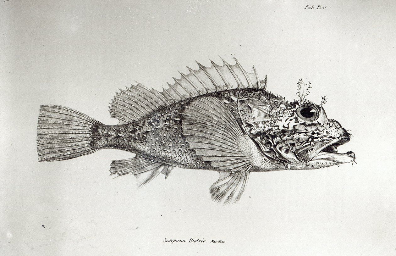 Skorpionfisk, tavla 8 från "The Zoology of the Voyage of the H.M.S Beagle, 1832-36" av Charles Darwin. av English School