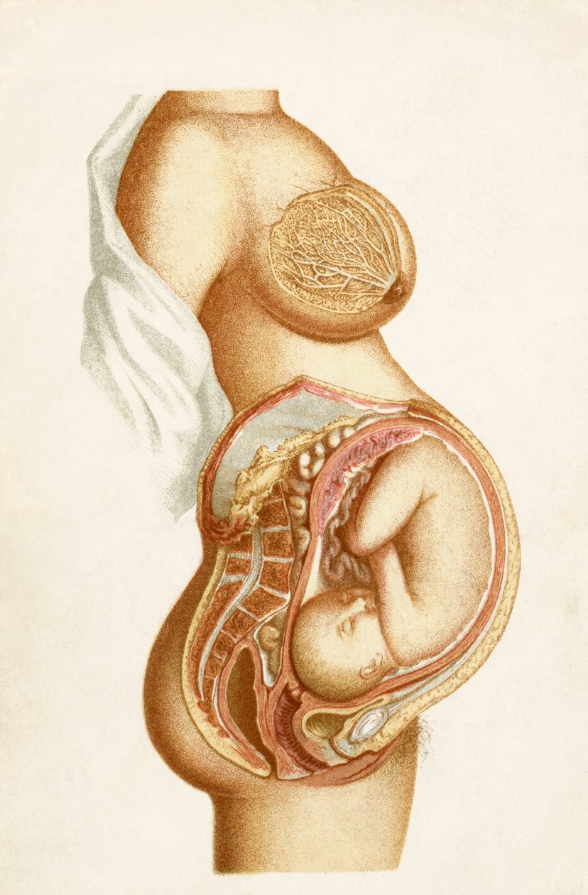 Halvdiagrammatisk sektion av en graviditet på heltid som visar fostrets position i livmodern, från Handbook of Obstetric Nursing, publicerad 1889 av English School