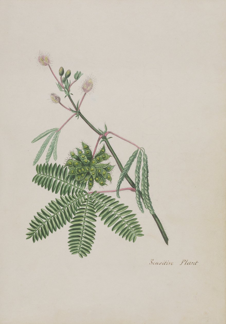 Känslig växt, illustration från ett album med dikter, grafitteckningar och vattenfärger, ca 1828 (wc på papper) av English School