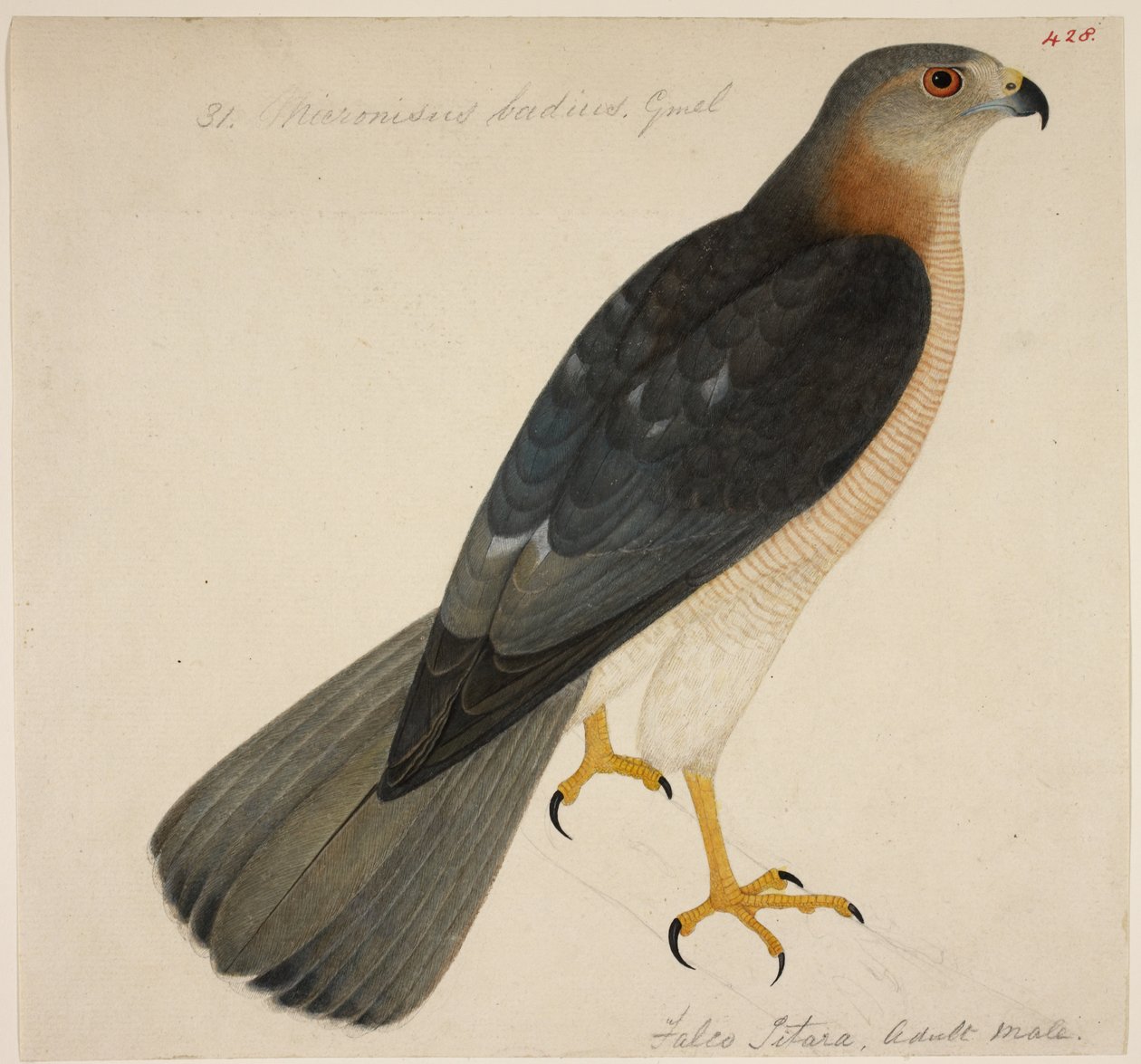 Shikra, eller "Badius Hawk" av English School