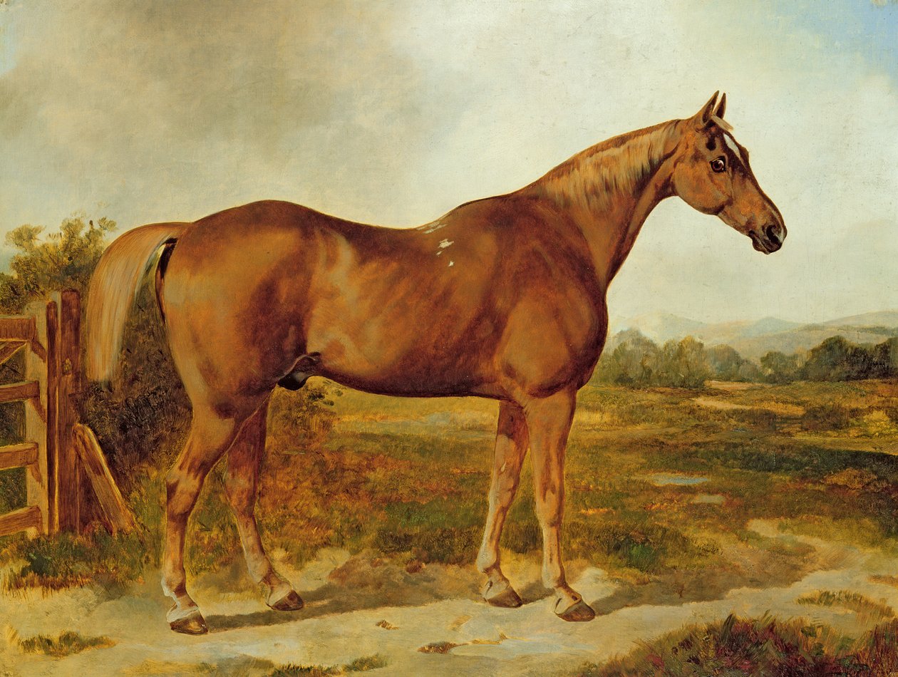 Silvertail, Portrait of a Horse (olja på duk) av English School