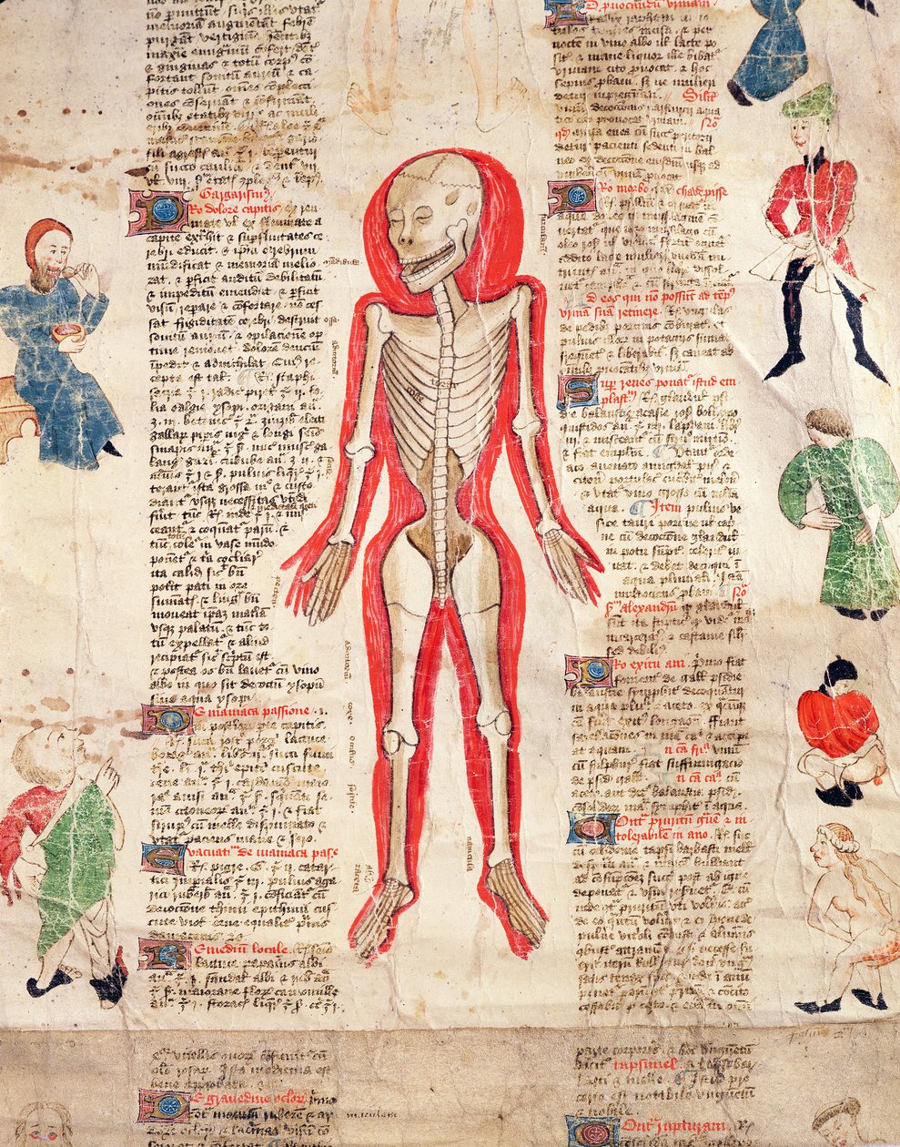 Skelett, från De arte phisicali e de cirugia av John Ardene, 1412 av English School