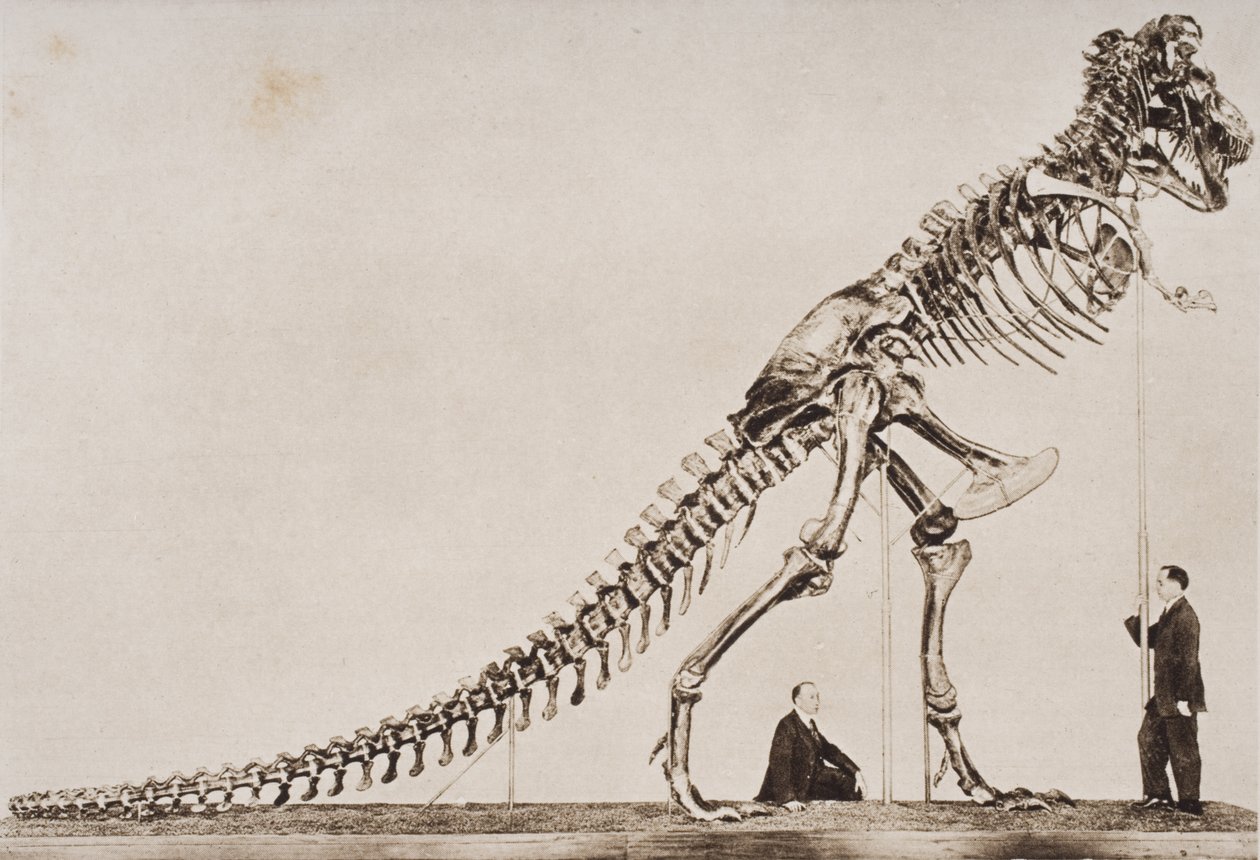 Skeleton of the Tyrannosaurus Rex, i American Museum of Natural History, från 