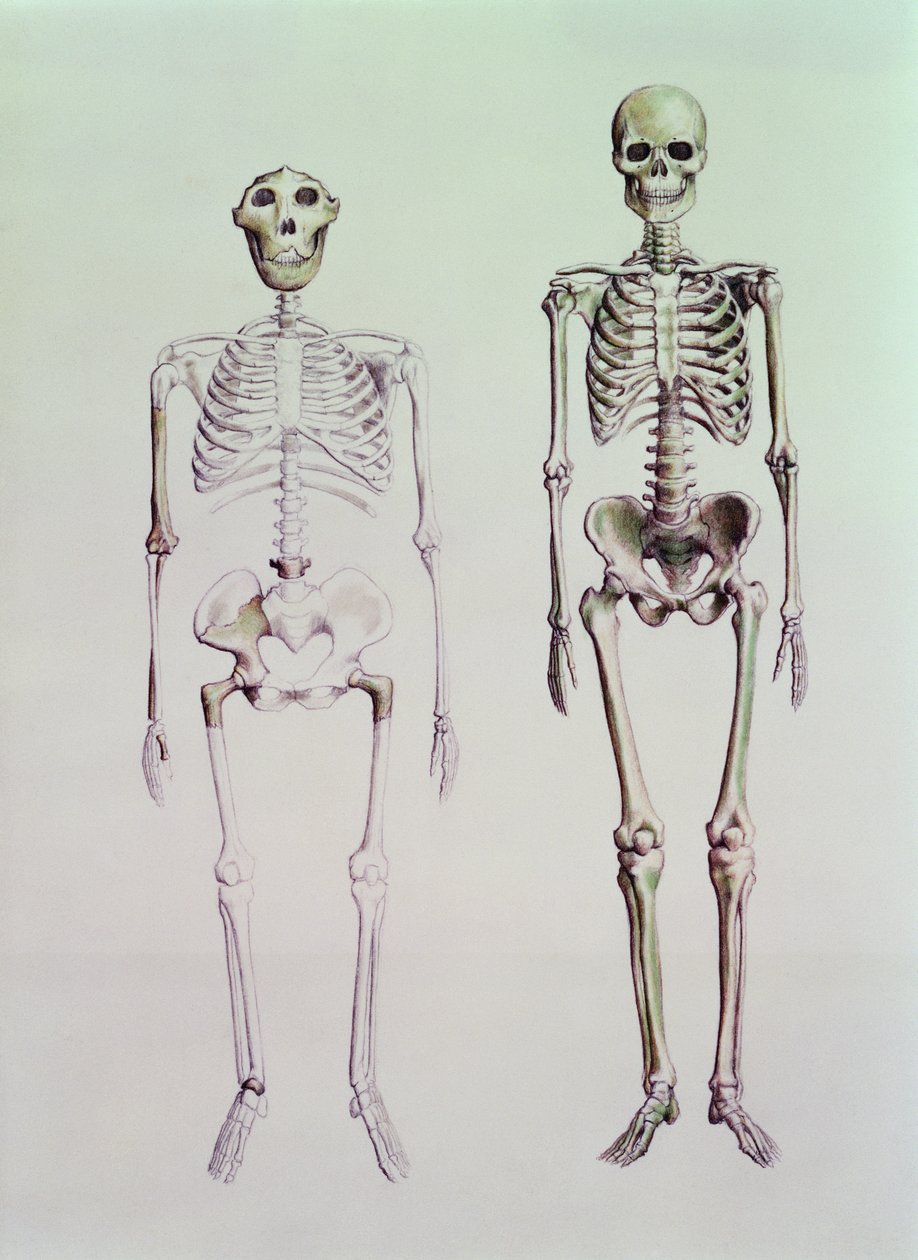 Skelett av Australopithecus Boisei och Homo Sapiens av English School