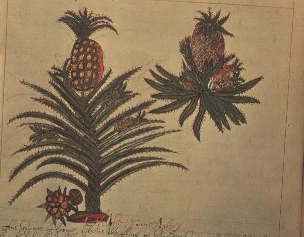 Sloane 4013 f.16v Ananasträd från 