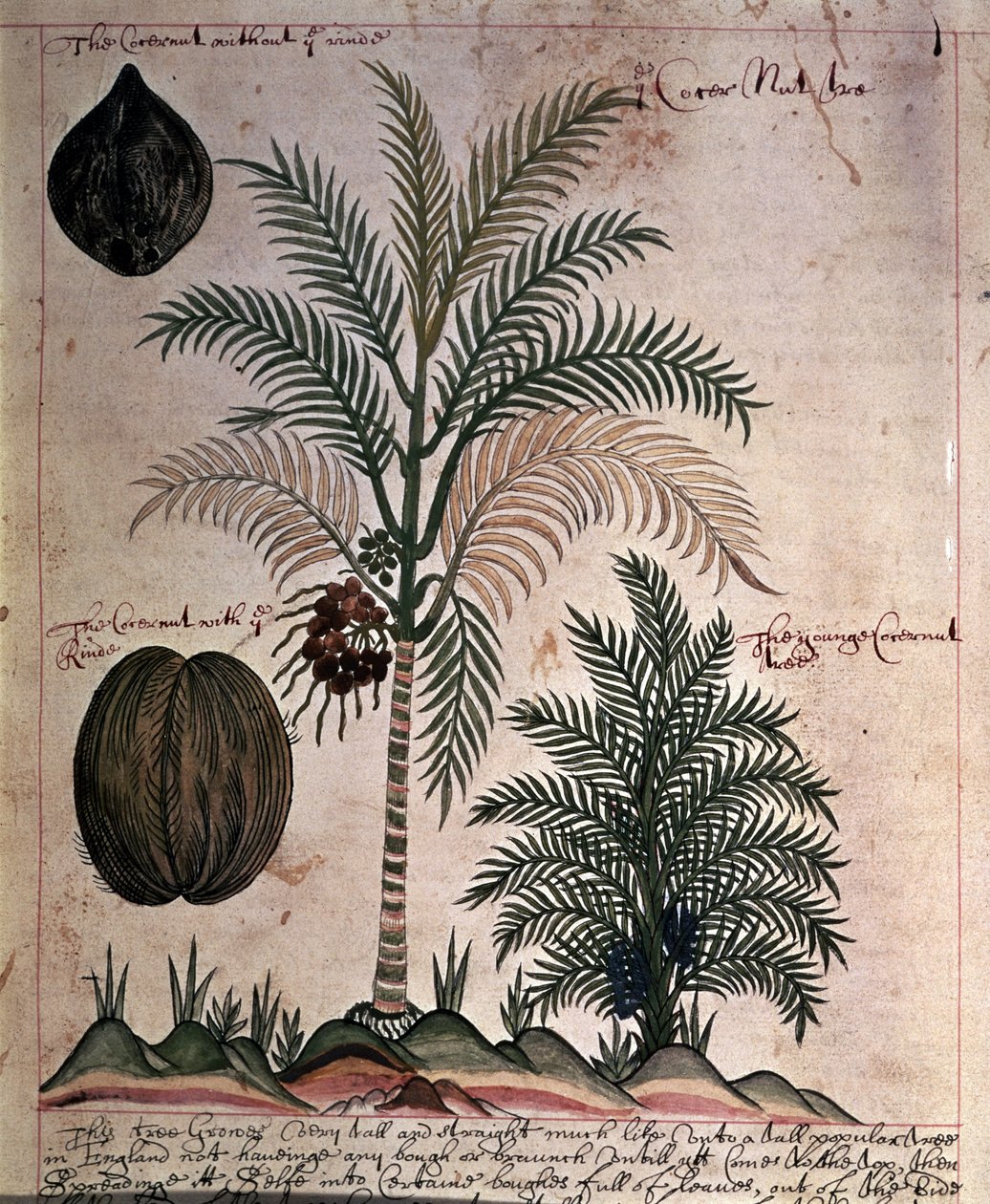 Sloane 4013 f.3 Kokospalm från 