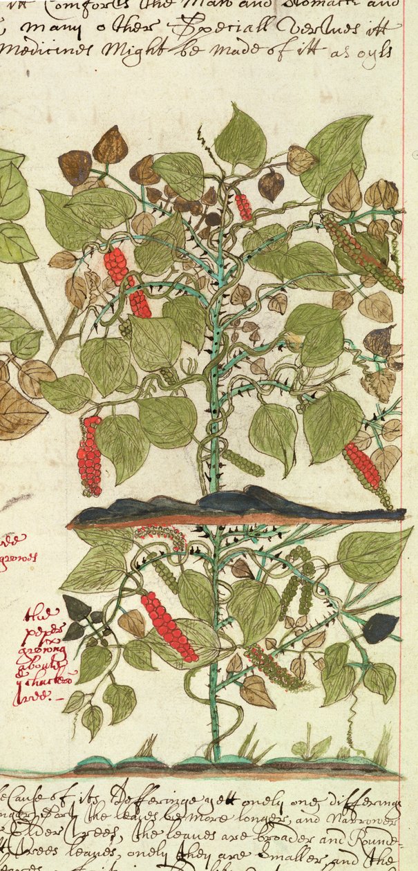 Sloane 4013 f.7 Det. Pepparväxt från 