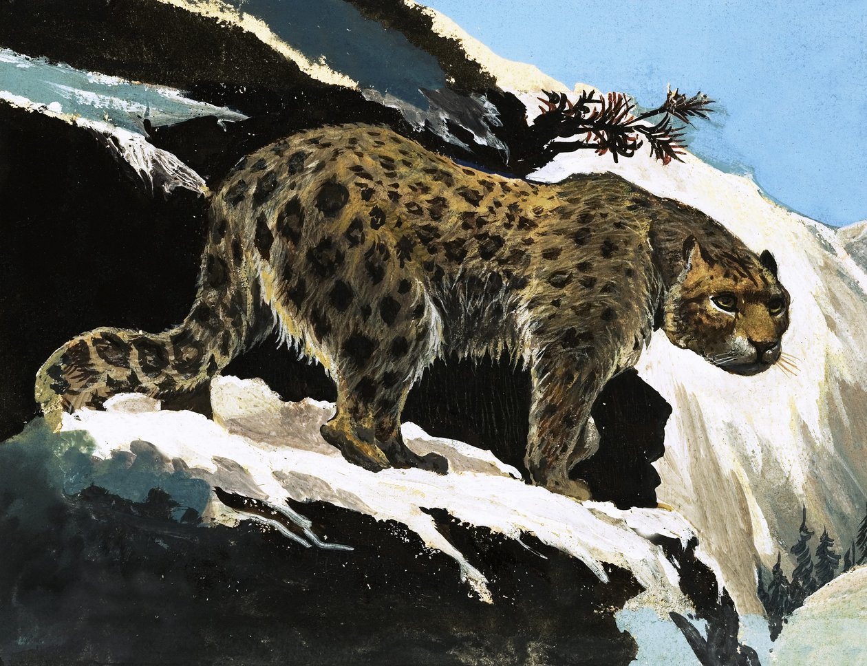 Snöleopard av English School