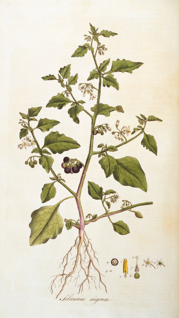 Solanum nigrum [nattskugga], illustration från Flora Londiniensis [Flowers of London] av William Curtis, publicerad 1777-98 (färgstick) av English School