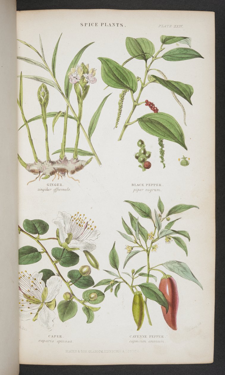 Spice Plants, från "A Manual of Indian Botany" av English School