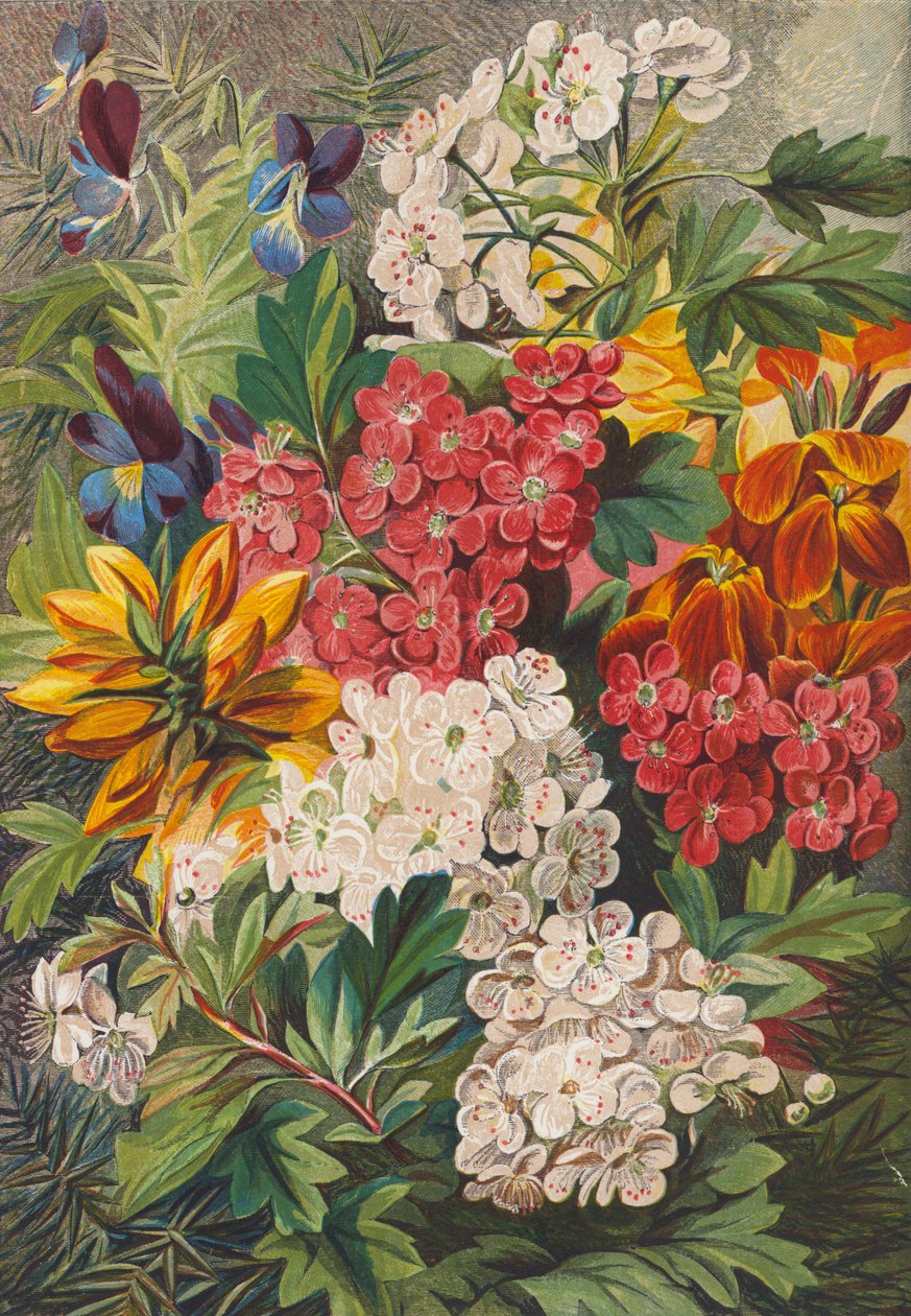 Vårblommor (färglitografi) av English School