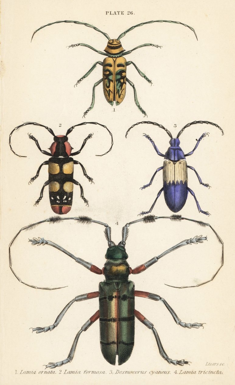 Sternotomis beautiful 1, Tragocephala formosa 2, fläderborre, Desmocerus palliatus 3 och Thysia wallichii 4 av English School