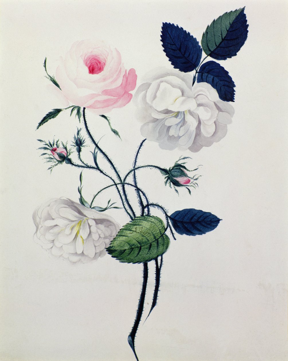 Studie av vita och rosa rosor, ca 1820 (akvarell på papper) av English School