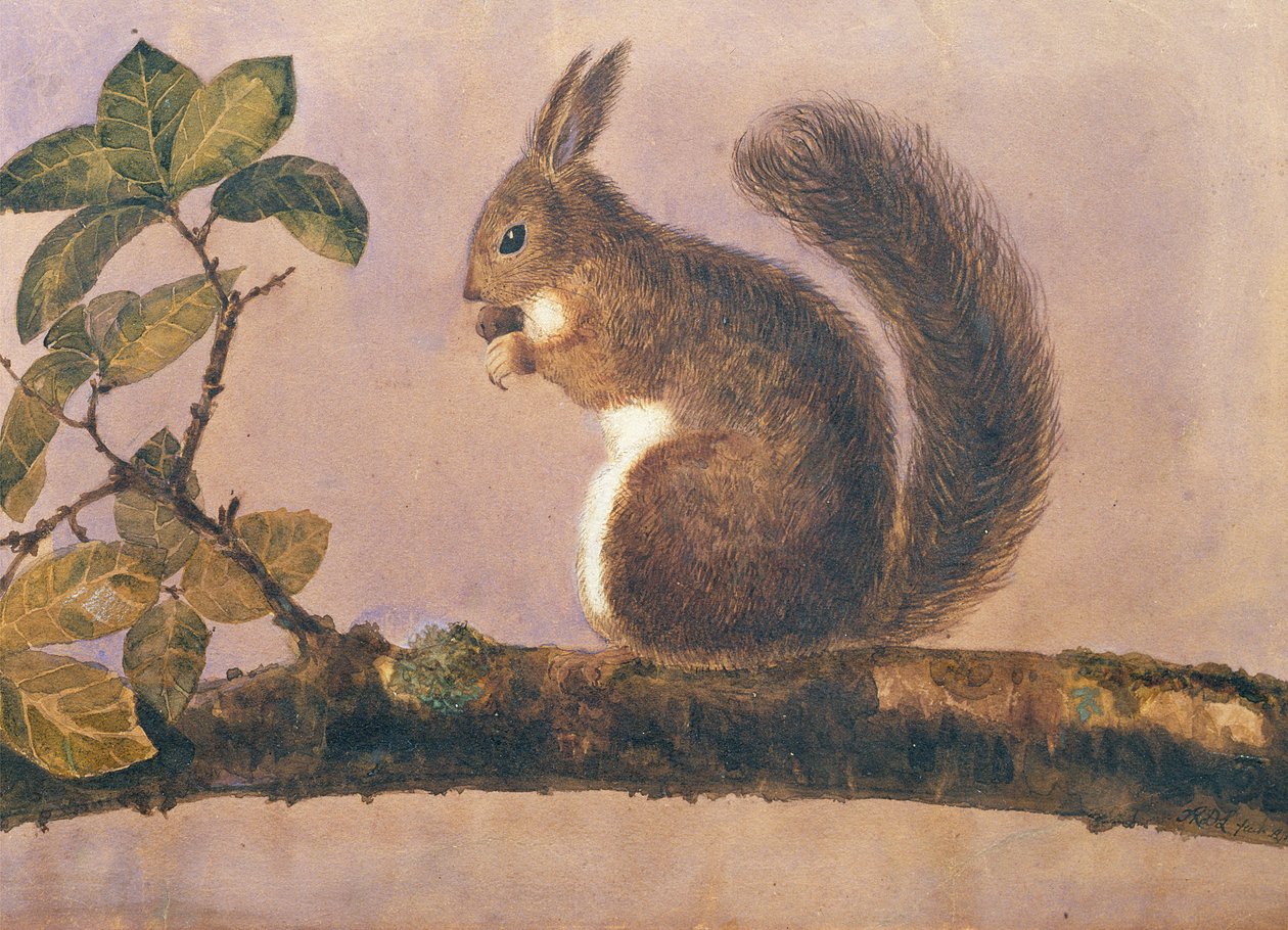 Studie av en ekorre på en gren, ca 1840 (wc på papper) av English School