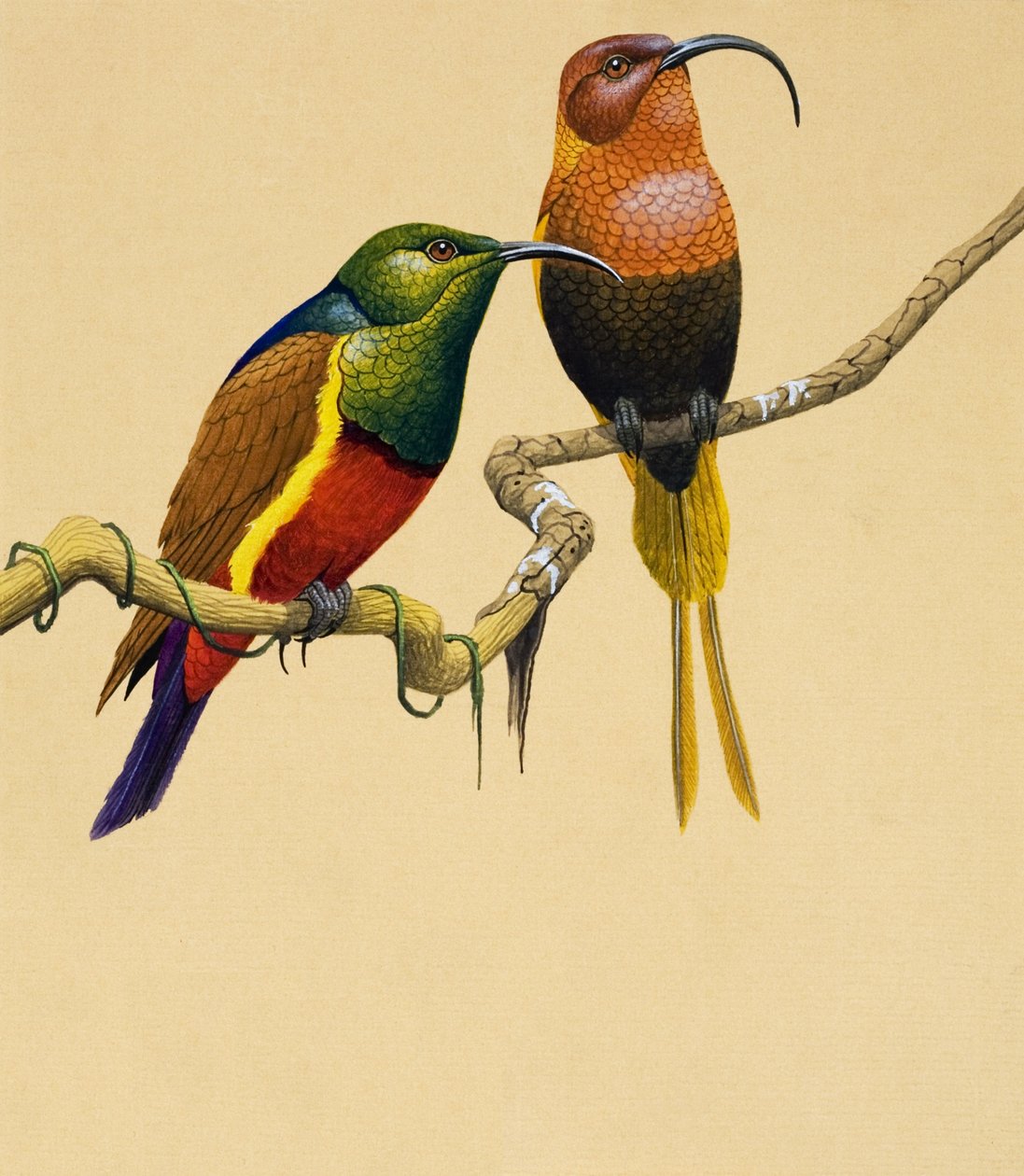 Sun Birds (gouache på papper) av English School