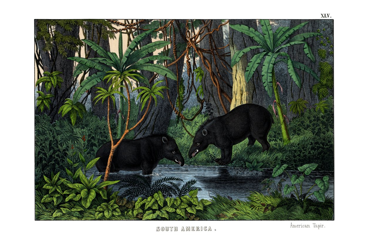 Tapir av English School
