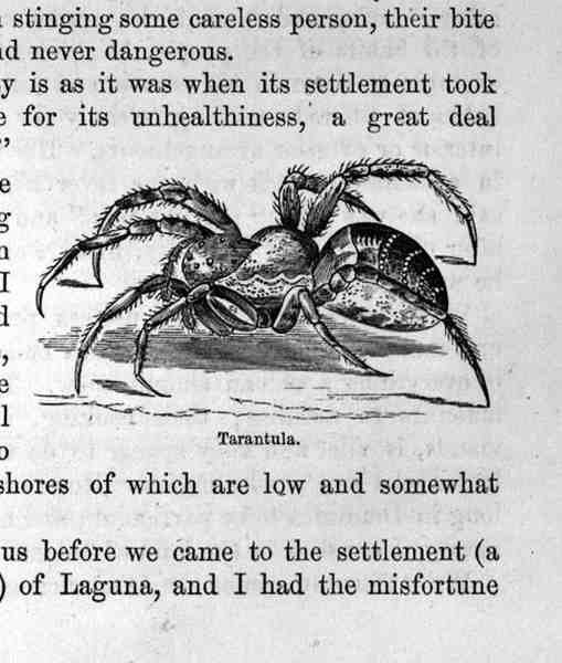 Tarantula, från Santo Domingo förr och nu av Samuel Hazard, pub. 1873 av English School