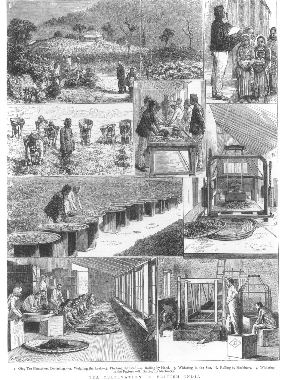 Teodling i Brittiska Indien, 1876 av English School