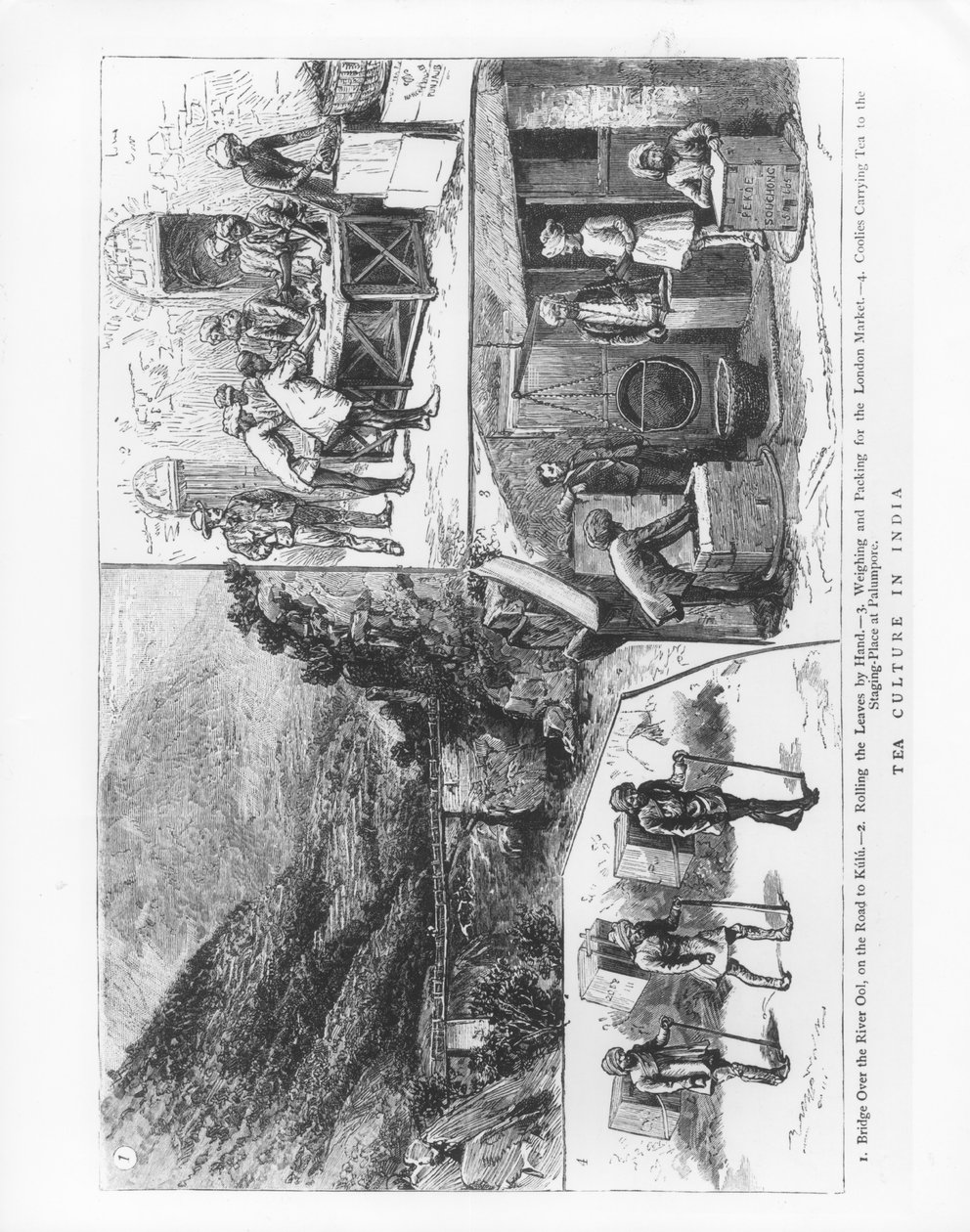 Tekultur i Indien, 1883 av English School