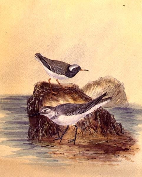 Tärnor, ca 1890 (akvarell på papper) av English School