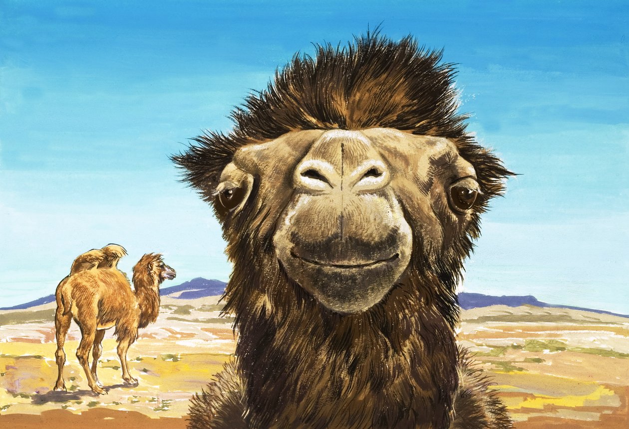 Kamelen, illustration från "Varelser med lustiga ansikten av English School