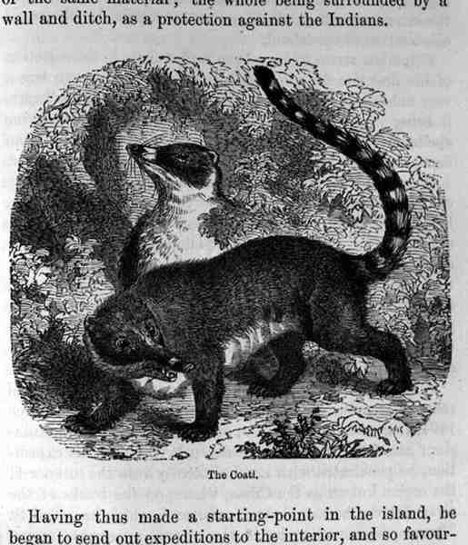 The Coati, från Santo Domingo förr och nu av Samuel Hazard, pub. 1873 av English School