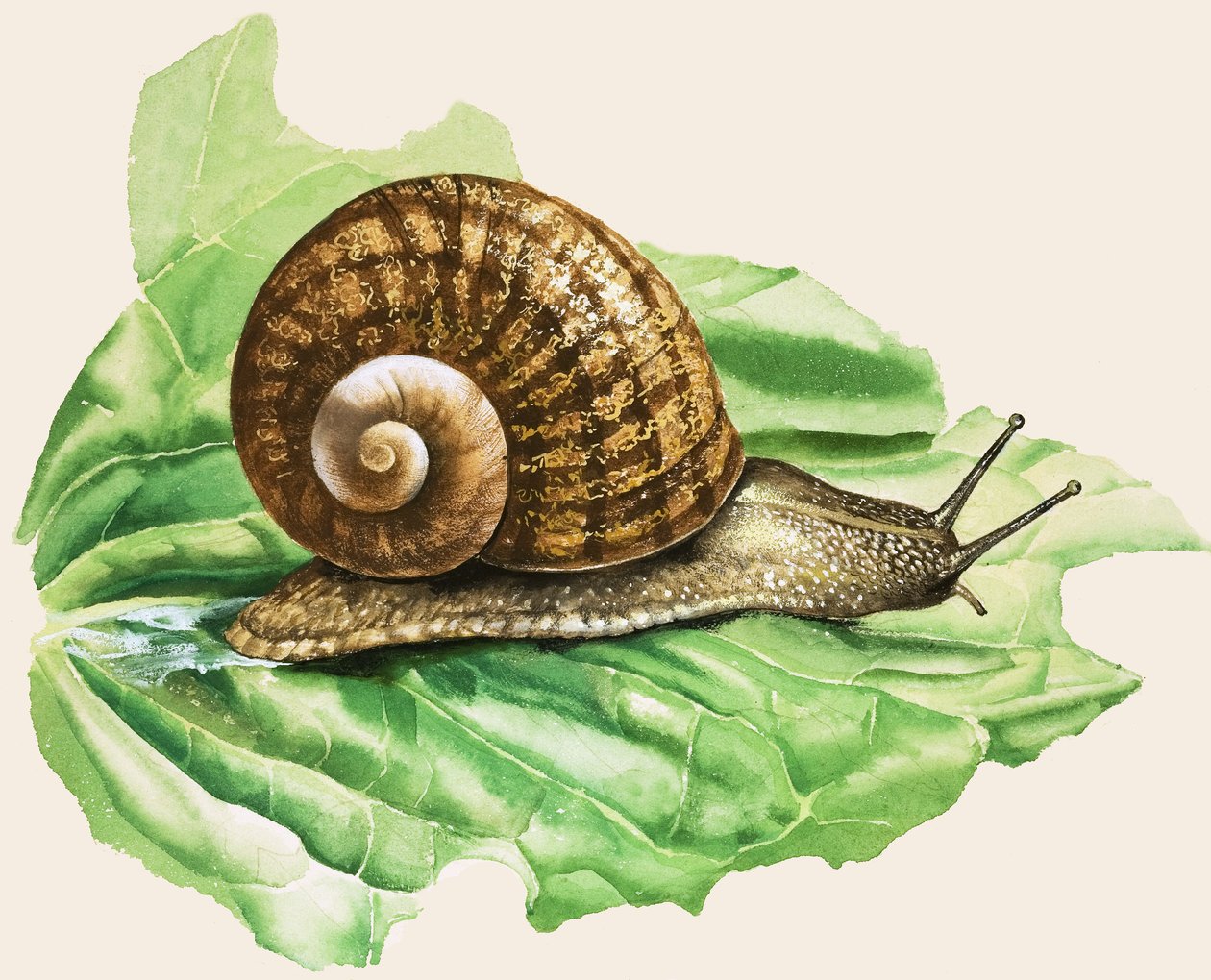 Den vanliga trädgårdssnigeln, illustration från "Snails and Slugs av English School