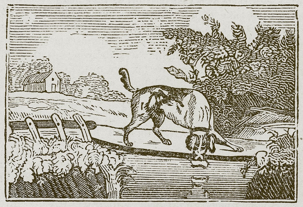 Hunden och skuggan (gravyr) av English School
