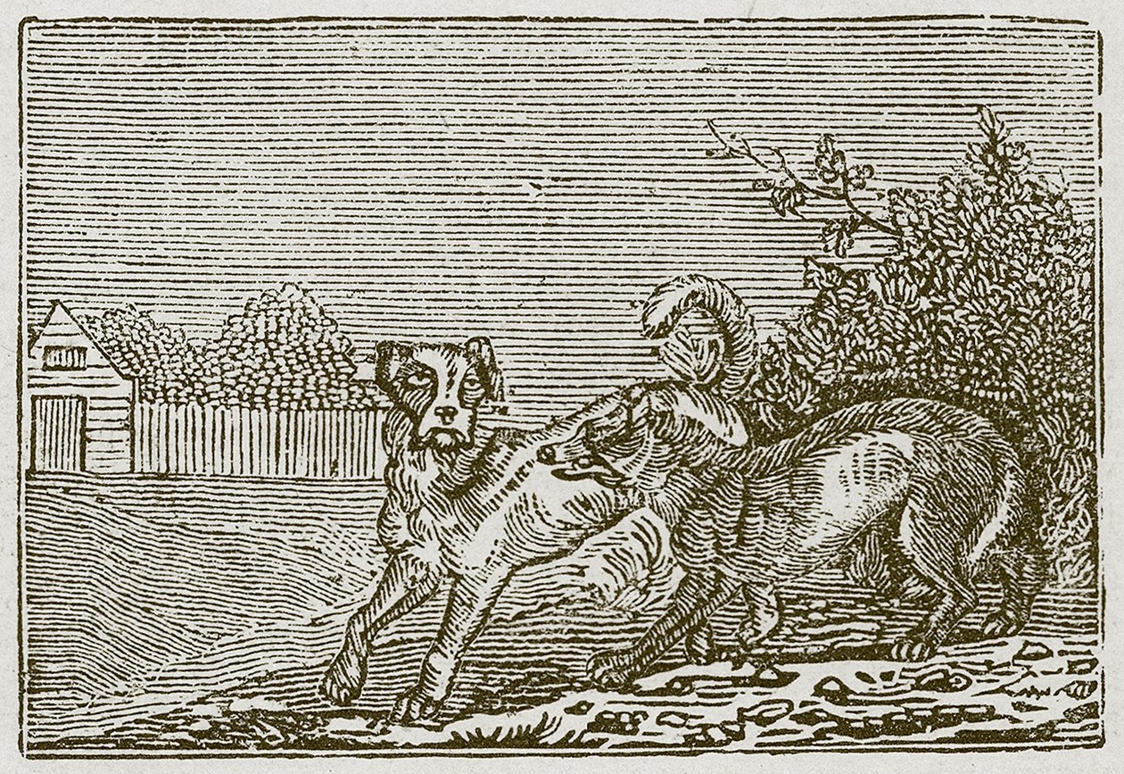 Hunden och vargen (gravyr) av English School