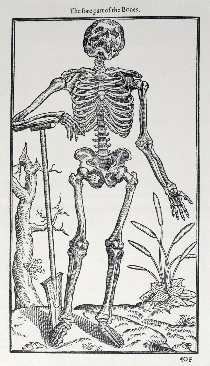 The Fore Part of the Bones, plåt från The Historie of Man publicerad av John Banister (1540-1610), 1578 av English School