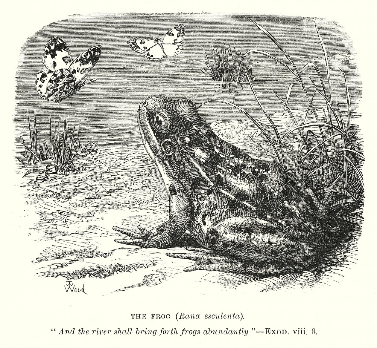 Grodan (Rona Esculenta) (gravyr) av English School