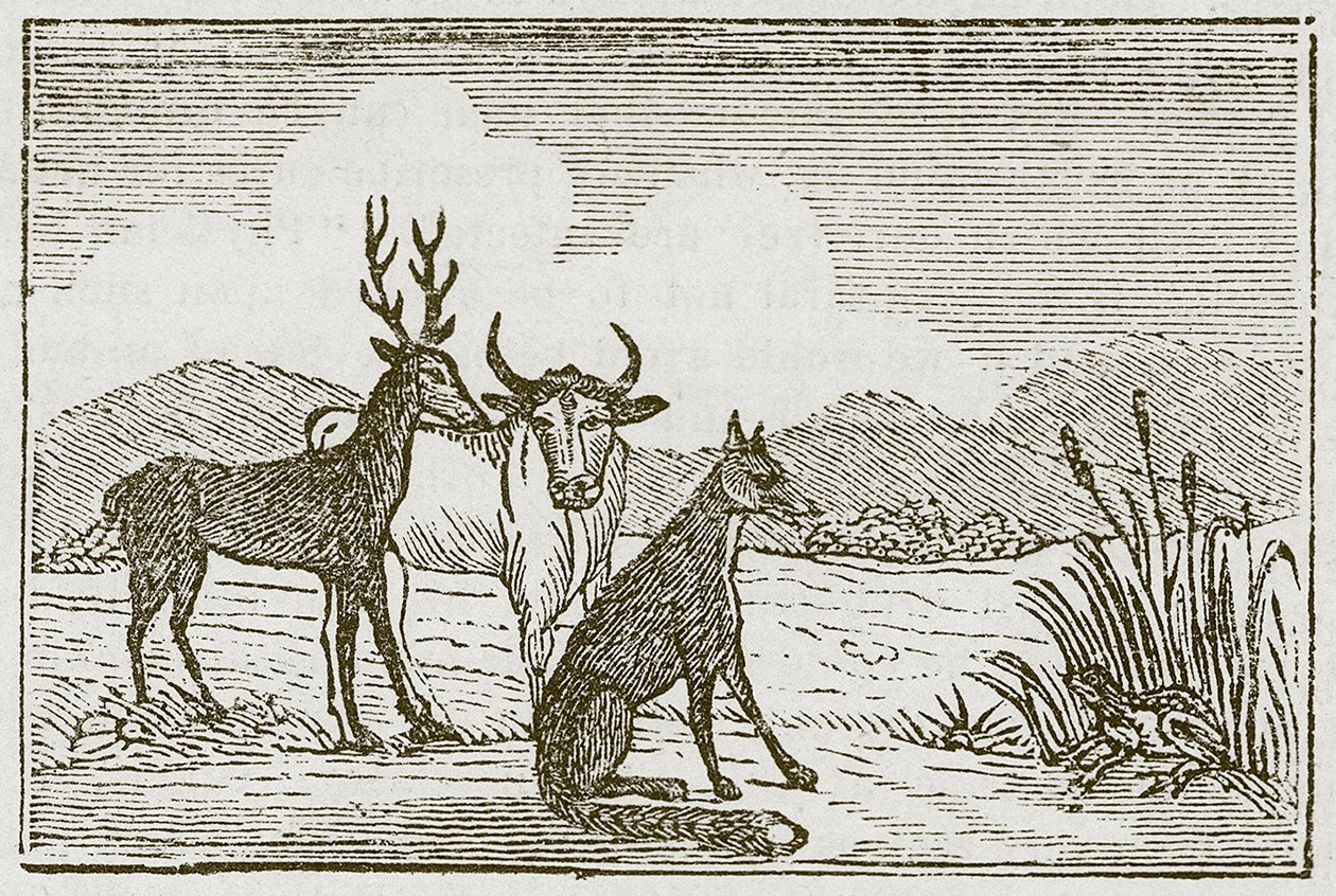 Grodan och räven (gravyr) av English School