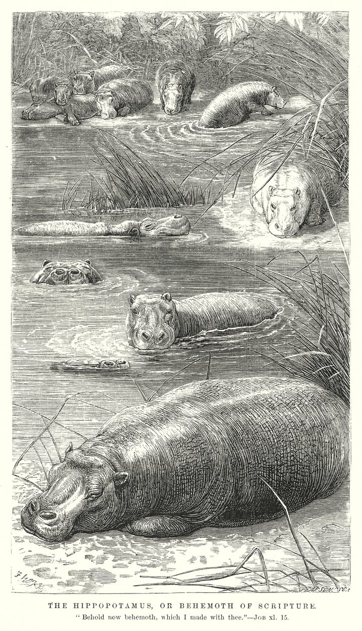 Hippopotamus eller Behemoth i skriften (gravyr) av English School